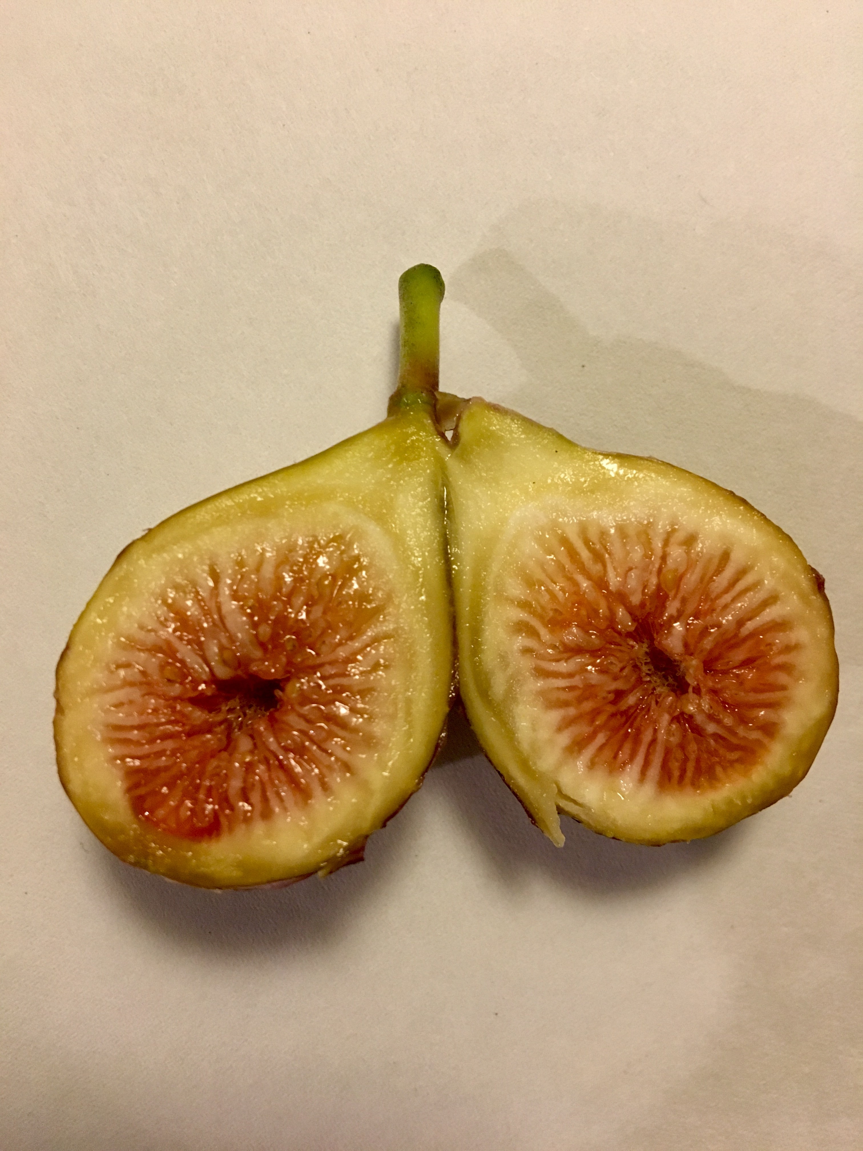July is fig time in Louisiana 